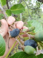 Canarium australianum