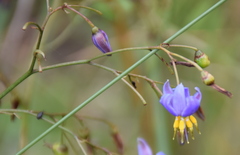 Dianella longifolia longifolia