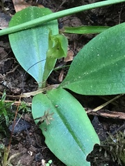 Chiloglottis cornuta