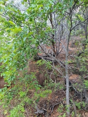 Canarium australianum