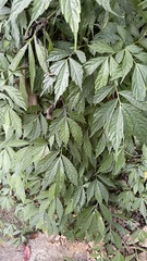 Elatostema lineolatum