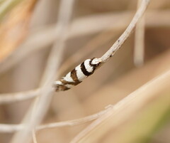 Eremnotypa steriphota