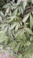 Elatostema lineolatum