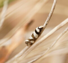 Eremnotypa steriphota