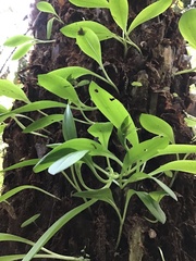 Chiloglottis cornuta