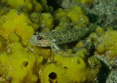 Istigobius hoesei