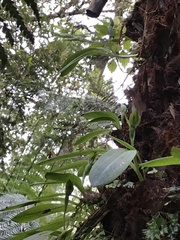 Chiloglottis cornuta