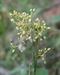 Dianella longifolia longifolia