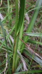 Dianella longifolia longifolia
