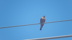 Hirundinea ferruginea