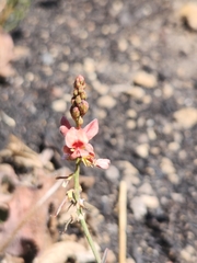 Indigofera psoraloides