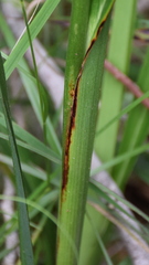 Dianella longifolia longifolia