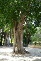 Ficus microcarpa