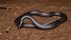 Atractaspis bibronii