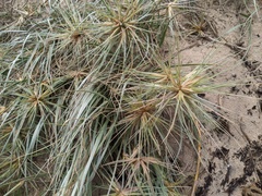 Spinifex sericeus