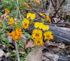 Diuris semilunulata