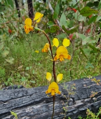 Diuris semilunulata