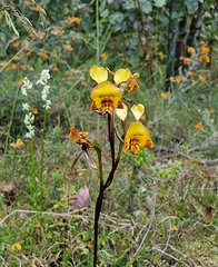 Diuris semilunulata