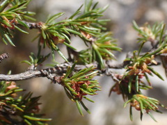 Cliffortia tuberculata