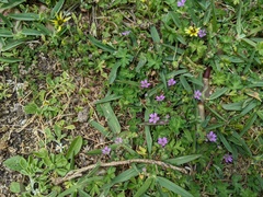 Geranium molle