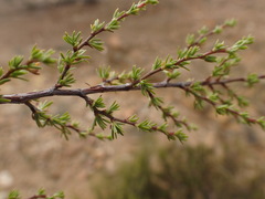 Cliffortia tuberculata