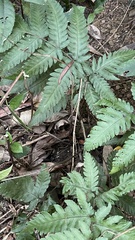 Tectaria fuscipes