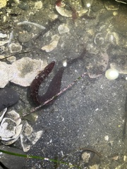 Apodichthys flavidus