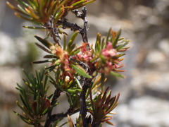 Cliffortia tuberculata