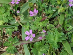 Geranium molle