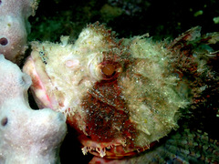 Scorpaena jacksoniensis