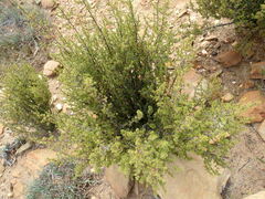 Cliffortia tuberculata