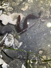 Apodichthys flavidus