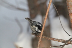 Periparus ater