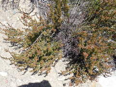 Cliffortia tuberculata