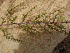 Cliffortia tuberculata