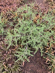 Solanum lichtensteinii