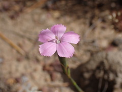 Dianthus