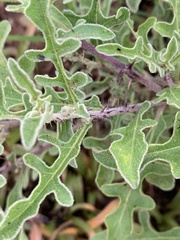 Solanum lichtensteinii