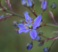 Dianella