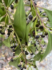 Ardisia squamulosa