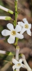 Freylinia longiflora