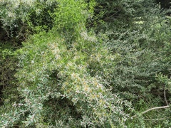 Clematis microphylla