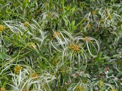 Clematis microphylla