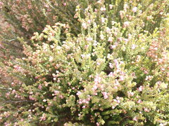 Erica umbelliflora