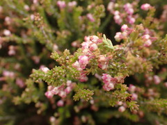 Erica umbelliflora