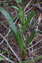 Dianella