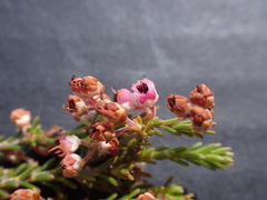 Erica umbelliflora