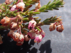 Erica umbelliflora
