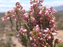 Erica umbelliflora