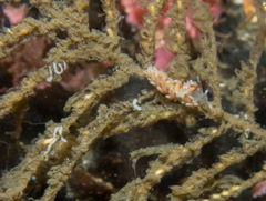 Rubramoena rubescens